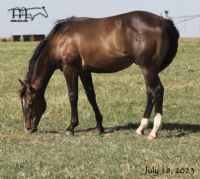 Hancocks Rain Bonnet's 2022 Colt